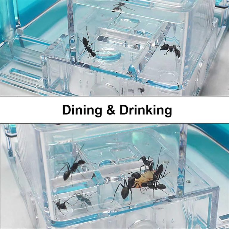luminous Ant Nest Farm House