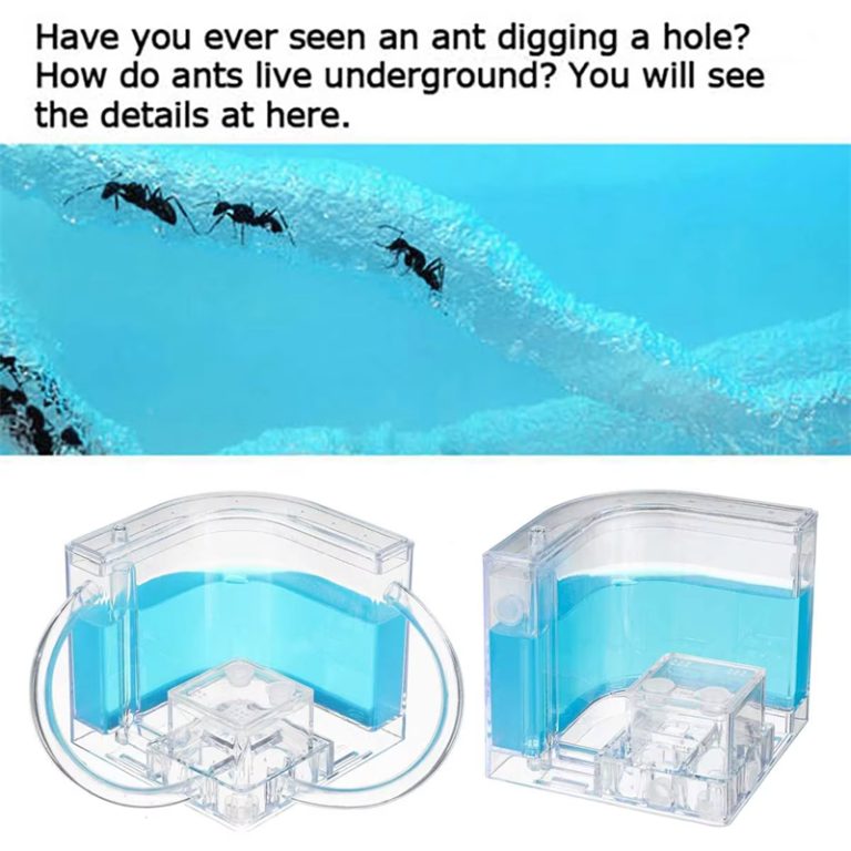 luminous Ant Nest Farm House